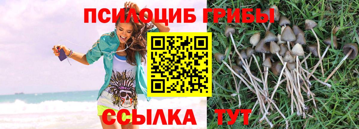 Псилоцибиновые грибы GOLDEN TEACHER  Галлюциногенные грибы мухоморы  Киселёвск  Вход с VPN 